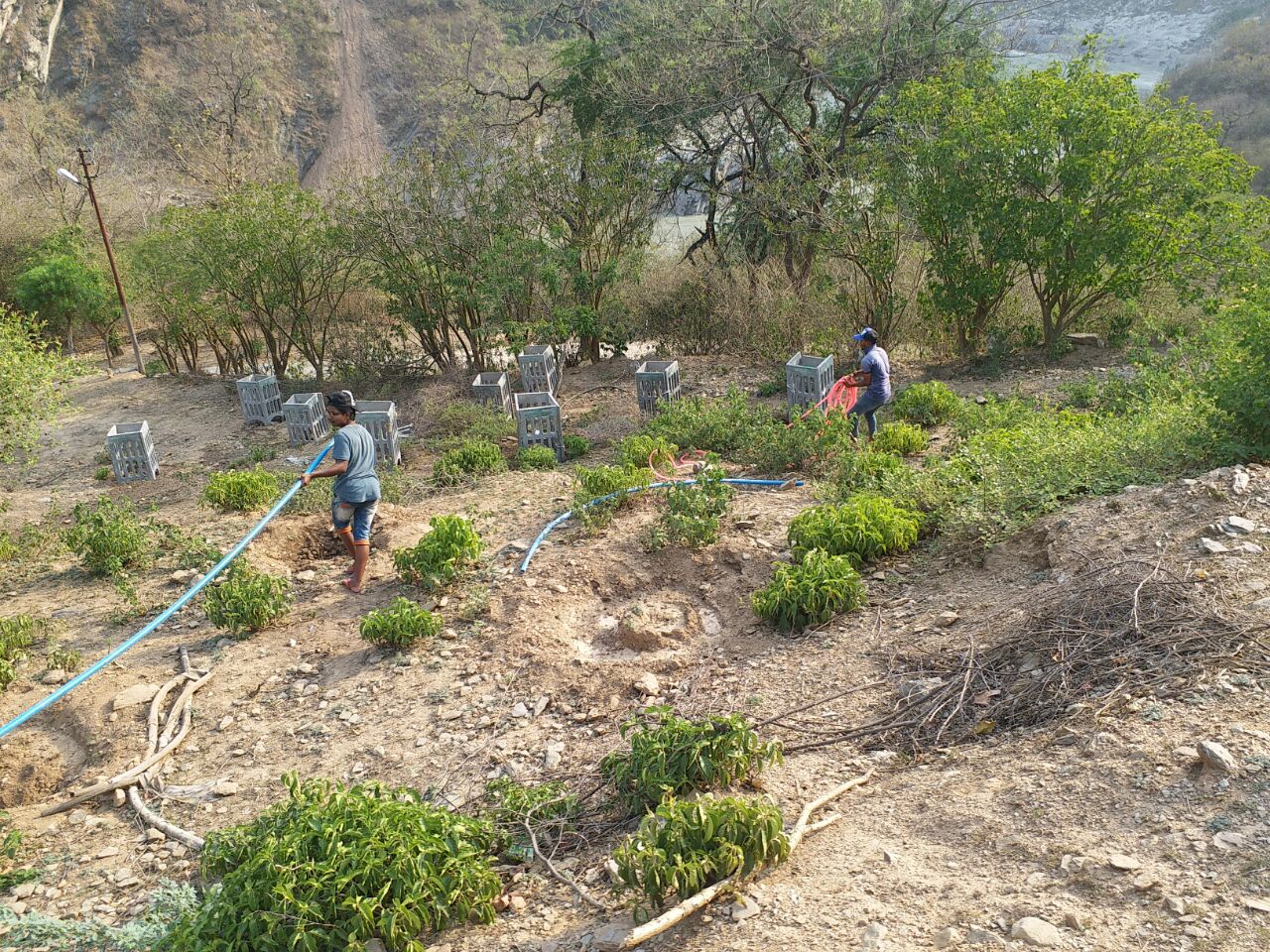  FIXING OF TREE GUARDS TO PROTECT THE YOUNG TREES 